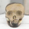 Septarian Skull 96g 1.4x1.4in